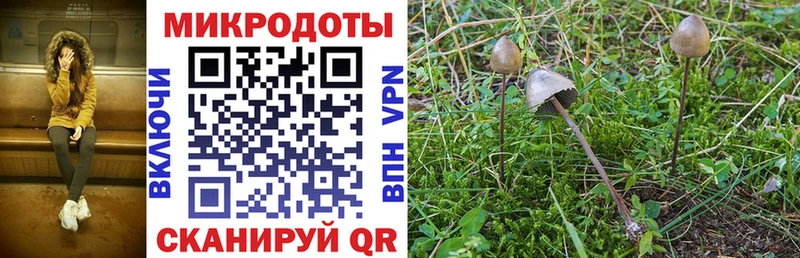 закладки  Сольцы  OMG ТОР  Галлюциногенные грибы Psilocybe 